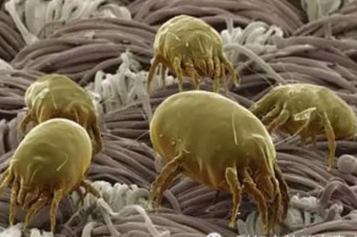 乐鱼leyu（中国）电热毯驱除螨虫