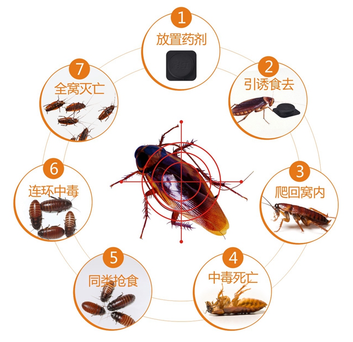 乐鱼leyu（中国）杀蟑饵剂连环杀蟑不留痕迹