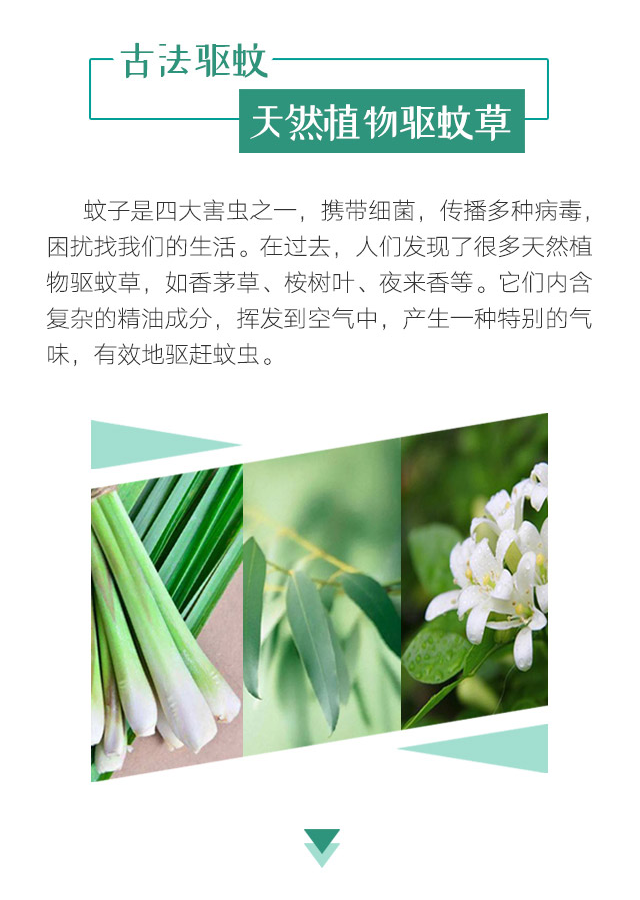 乐鱼leyu（中国）天然植物精油驱蚊贴